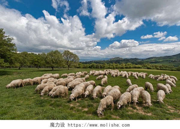 绿草地上成群的羊